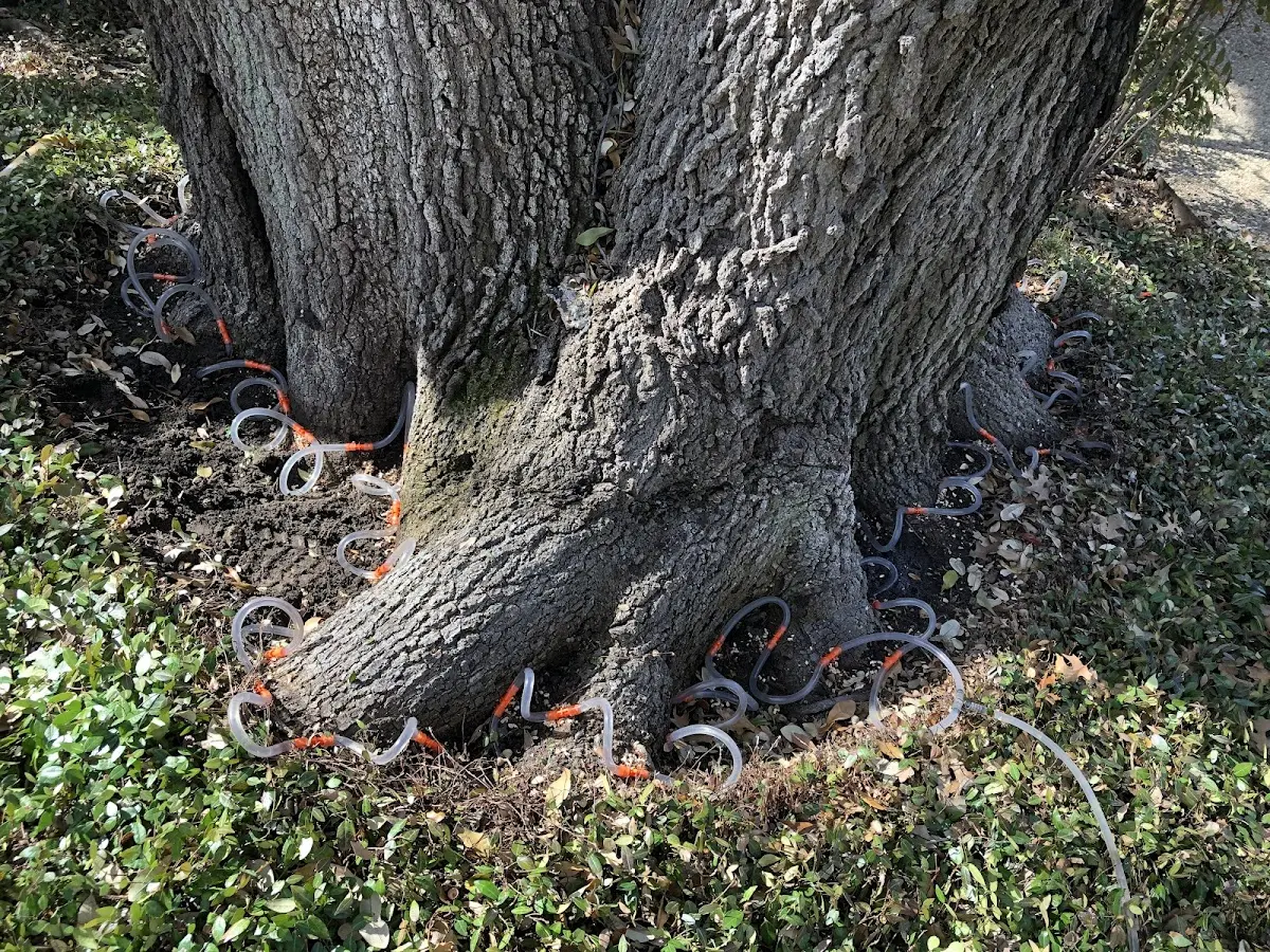 Detailed Tree Cabling and Bracing job site in Sun