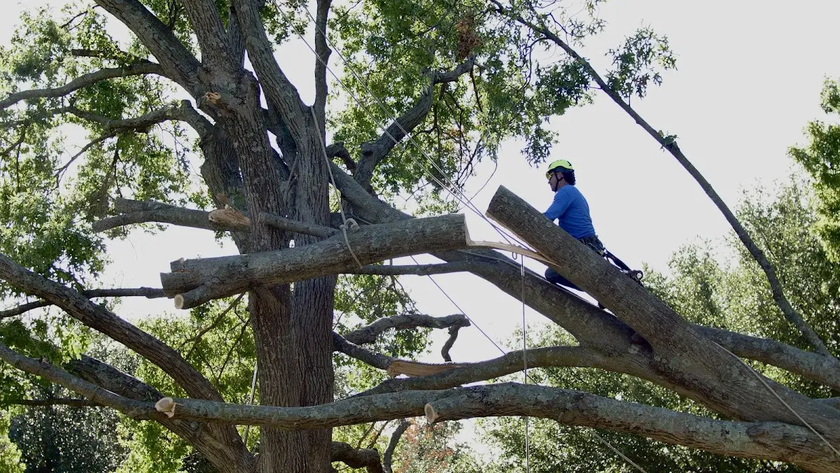 Professional Hazardous Tree Removal performed by certified arborists in Sun