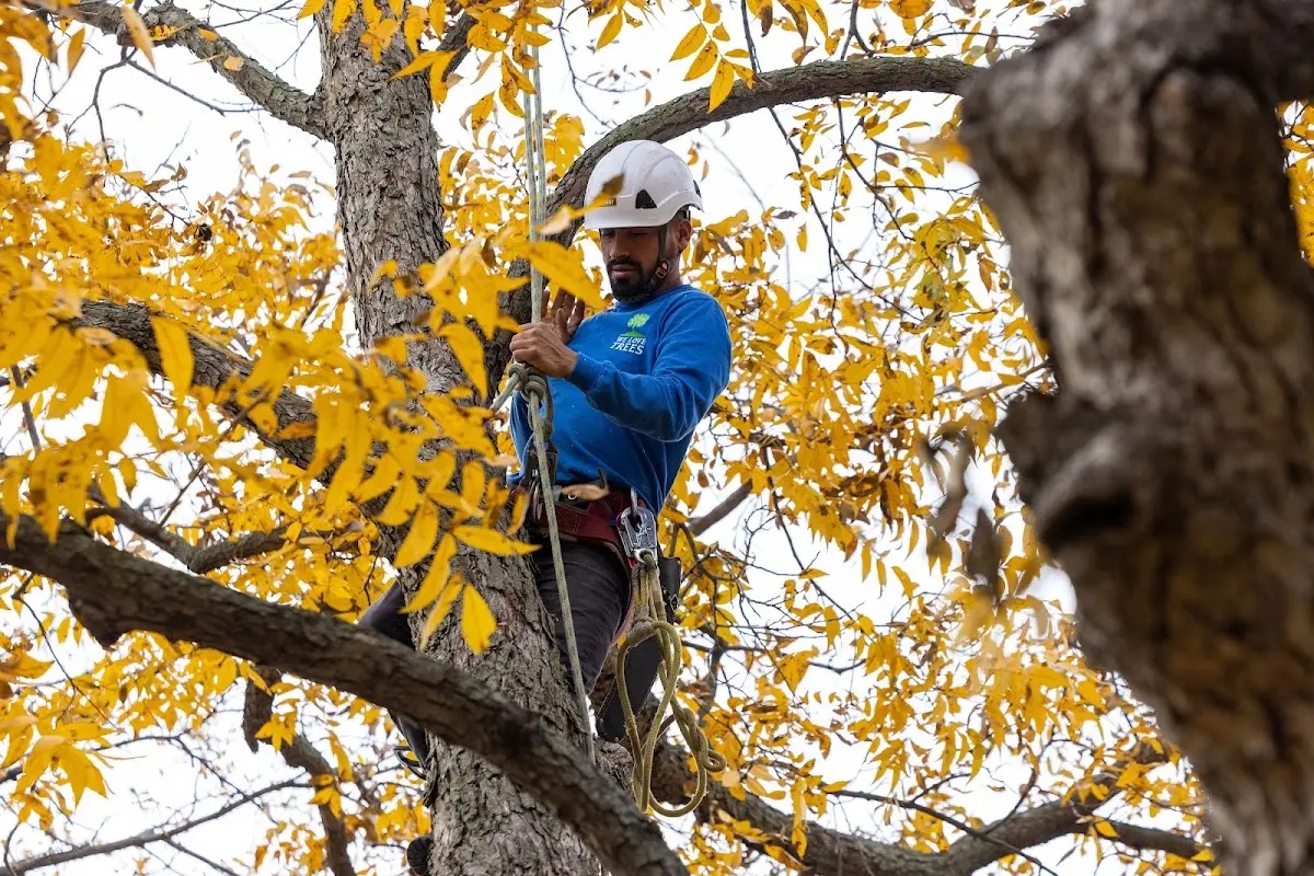 Skilled Dead Tree Removal crew working in Sun