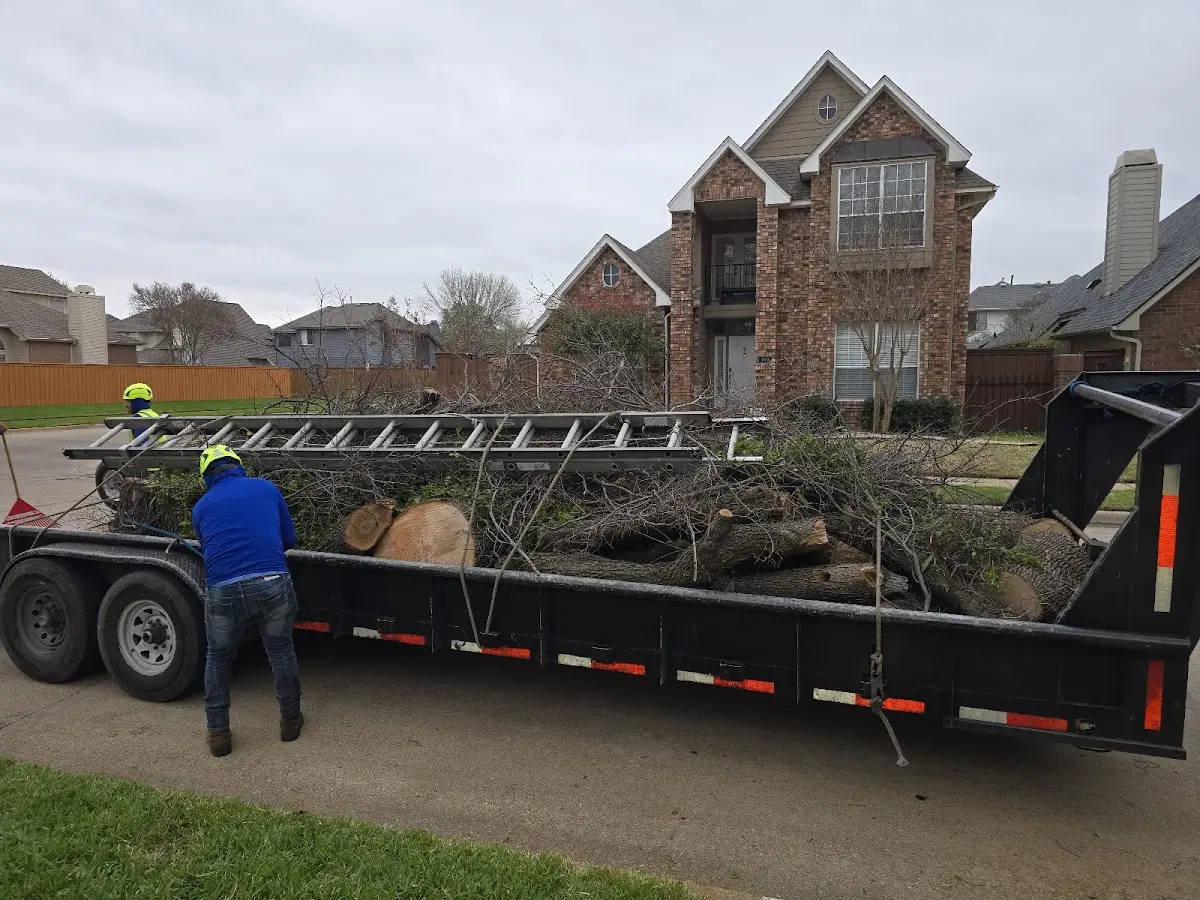 Expert Tree Removal with proper safety equipment in Sun